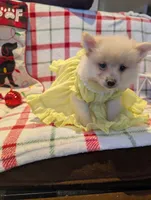 Daisy, a female Pomeranian for sale in Shipshewana, IN – Photo 8 of 10