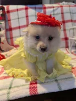 Daisy, a female Pomeranian for sale in Shipshewana, IN – Photo 7 of 10