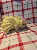 Daisy, a female Pomeranian for sale in Shipshewana, IN – Photo 4 of 10