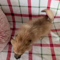 Tucker , a male Pomeranian for sale in Shipshewana, IN – Photo 5 of 10