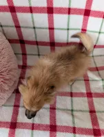 Tucker , a male Pomeranian for sale in Shipshewana, IN – Photo 5 of 10