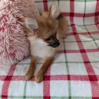 Tucker , a male Pomeranian for sale in Shipshewana, IN – Photo 10 of 10