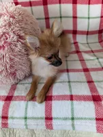 Tucker , a male Pomeranian for sale in Shipshewana, IN – Photo 10 of 10