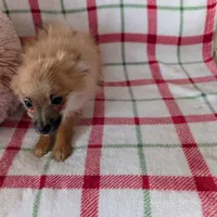 Tucker , a male Pomeranian for sale in Shipshewana, IN – Photo 2 of 10