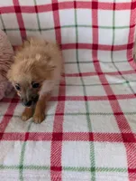 Tucker , a male Pomeranian for sale in Shipshewana, IN – Photo 2 of 10