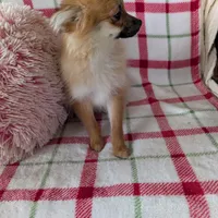 Tucker , a male Pomeranian for sale in Shipshewana, IN – Photo 3 of 10