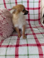 Tucker , a male Pomeranian for sale in Shipshewana, IN – Photo 3 of 10