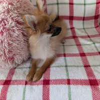 Tucker , a male Pomeranian for sale in Shipshewana, IN – Photo 4 of 10