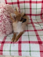 Tucker , a male Pomeranian for sale in Shipshewana, IN – Photo 4 of 10