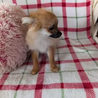 Tucker , a male Pomeranian for sale in Shipshewana, IN – Photo 8 of 10