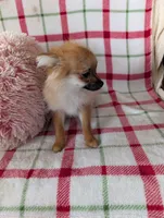 Tucker , a male Pomeranian for sale in Shipshewana, IN – Photo 8 of 10