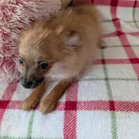 Tucker , a male Pomeranian for sale in Shipshewana, IN – Photo 9 of 10