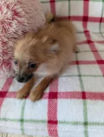 Tucker , a male Pomeranian for sale in Shipshewana, IN – Photo 9 of 10