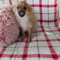 Tucker , a male Pomeranian for sale in Shipshewana, IN – Photo 7 of 10