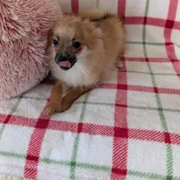 Tucker , a male Pomeranian for sale in Shipshewana, IN – Photo 6 of 10