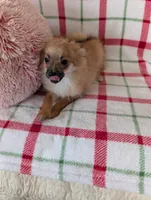 Tucker , a male Pomeranian for sale in Shipshewana, IN – Photo 6 of 10