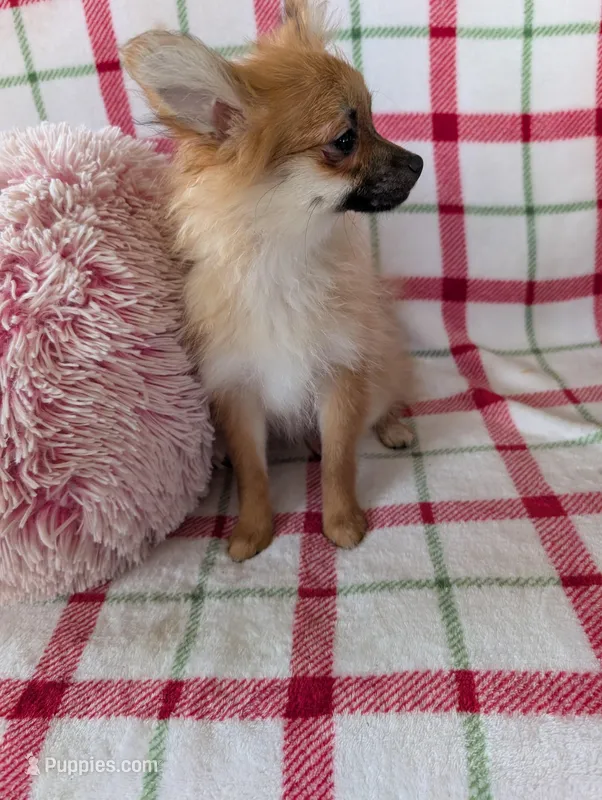 Tucker , a male Pomeranian for sale in Shipshewana, IN – Photo 1 of 10