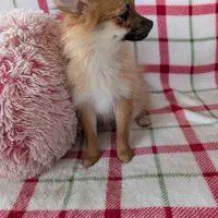 Tucker , a male Pomeranian for sale in Shipshewana, IN – Photo 1 of 10