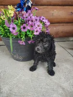 Petunias , a female Poodle - Toy  for sale in Shipshewana, IN – 8 of 9