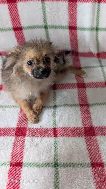 Penny , a female Pomeranian for sale in Shipshewana, IN – Photo 1 of 5