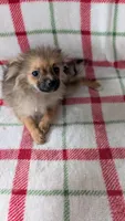 Penny , a female Pomeranian for sale in Shipshewana, IN – Photo 1 of 5