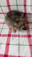 Penny , a female Pomeranian for sale in Shipshewana, IN – Photo 4 of 5