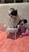 Tracker , a male Shih Tzu for sale in Shipshewana, IN – 9 of 9