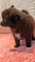 Gus, a male Pomeranian for sale in Shipshewana, IN – 9 of 10