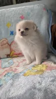 Benji, a male Pomeranian for sale in Shipshewana, IN – 5 of 10