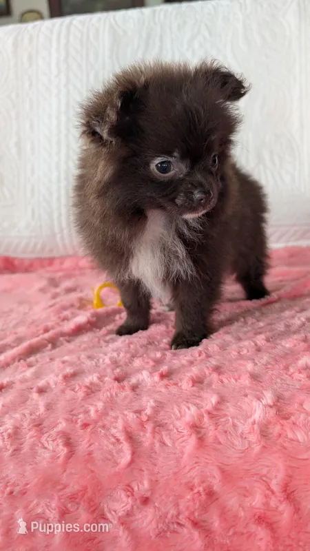 Crunchy  – Pomeranian puppy for sale in Shipshewana, IN