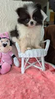 Lasso, a male Pomeranian for sale in Shipshewana, IN – 8 of 10