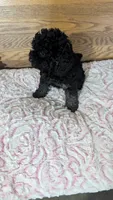 Patsie, a female Poodle - Toy  for sale in Shipshewana, IN – 4 of 10