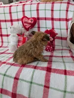 Cooper , a male Pomapoo for sale in Shipshewana, IN – Photo 5 of 10