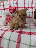 Cooper , a male Pomapoo for sale in Shipshewana, IN – Photo 8 of 10