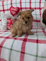 Cooper , a male Pomapoo for sale in Shipshewana, IN – Photo 3 of 10