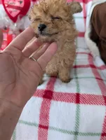 Cooper , a male Pomapoo for sale in Shipshewana, IN – Photo 2 of 10