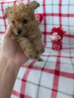 Cooper , a male Pomapoo for sale in Shipshewana, IN – Photo 10 of 10