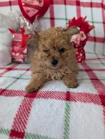 Cooper , a male Pomapoo for sale in Shipshewana, IN – Photo 7 of 10