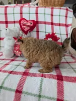 Cooper , a male Pomapoo for sale in Shipshewana, IN – Photo 6 of 10