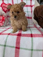 Cooper , a male Pomapoo for sale in Shipshewana, IN – Photo 4 of 10