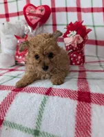 Cooper , a male Pomapoo for sale in Shipshewana, IN – Photo 1 of 10