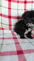 Lorrie , a female Maltipom for sale in Shipshewana, IN – 5 of 10