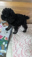 Patsie, a female Poodle - Toy  for sale in Shipshewana, IN – 2 of 10