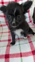 Lucy , a female Pomeranian for sale in Shipshewana, IN – 9 of 10