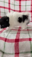 Waver, a male Pomeranian for sale in Shipshewana, IN – 2 of 3