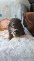 Maizie, a female Pomeranian for sale in Shipshewana, IN – 10 of 10