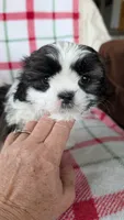 Duke , a male Shih Tzu for sale in Shipshewana, IN – 7 of 10