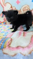 Dinah, a female Pomeranian for sale in Shipshewana, IN – 2 of 10