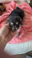 Angel , a female Pomeranian for sale in Shipshewana, IN – 2 of 8