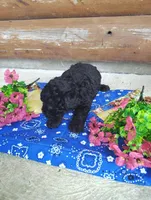 Serena, a female Poodle - Toy  for sale in Shipshewana, IN – 4 of 10